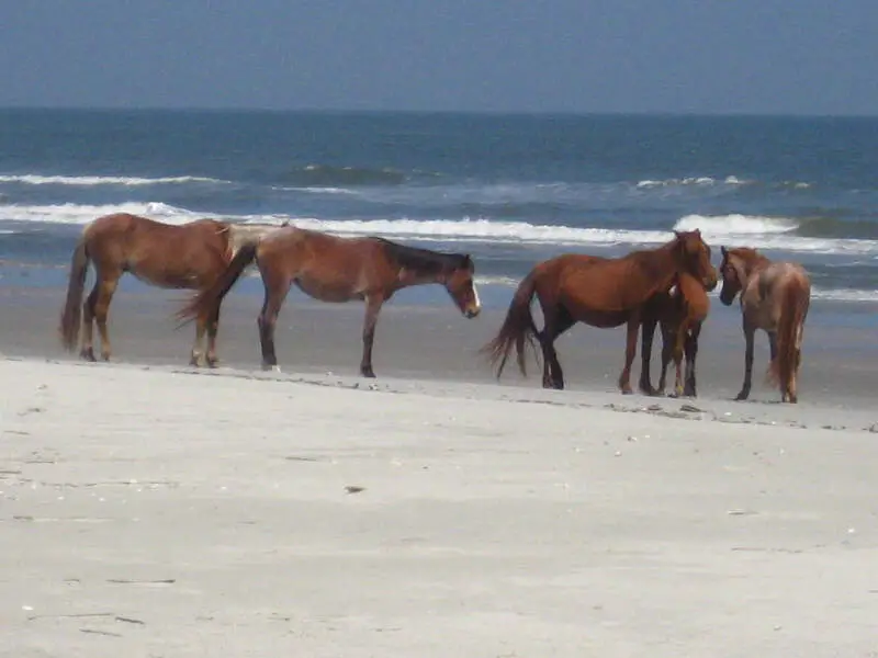 Horse Herd At The Beach