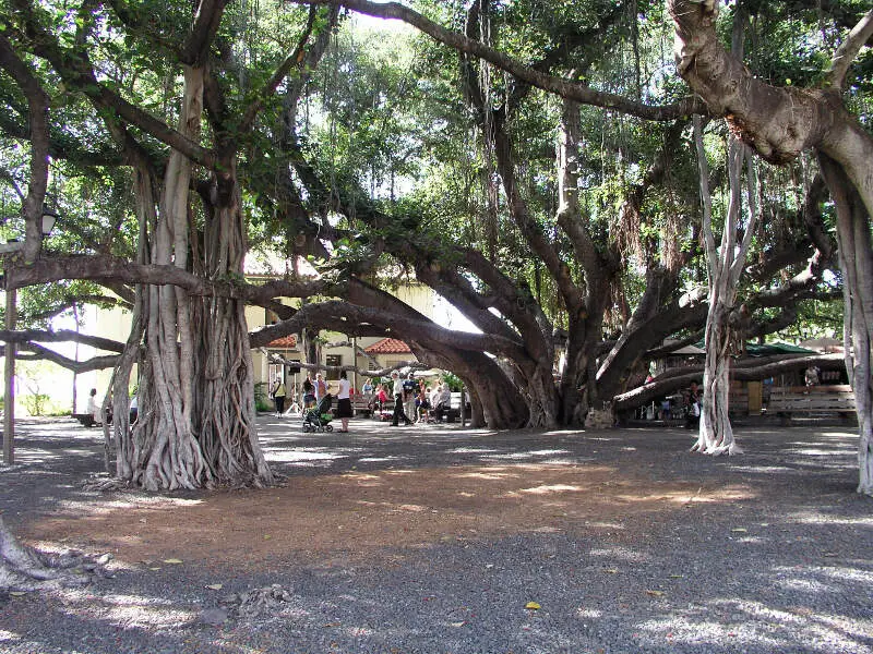 Banyan Tree Lahaina Hawaii