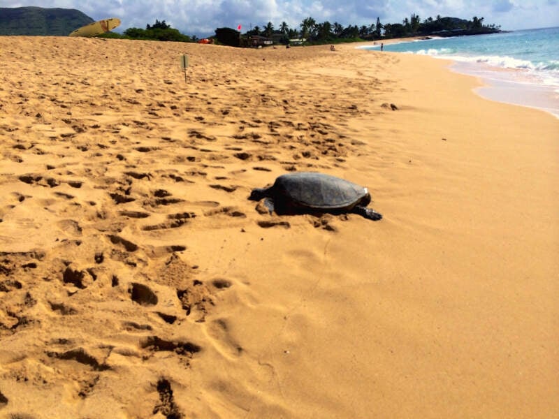 Green Sea Turtle Mckaha Beach Park