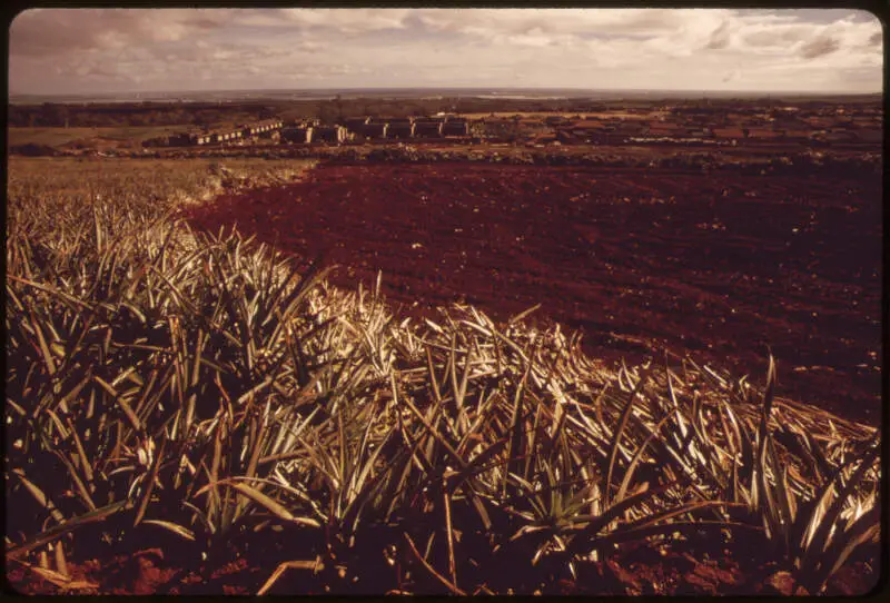 Pineapple Fields In Mililani Town