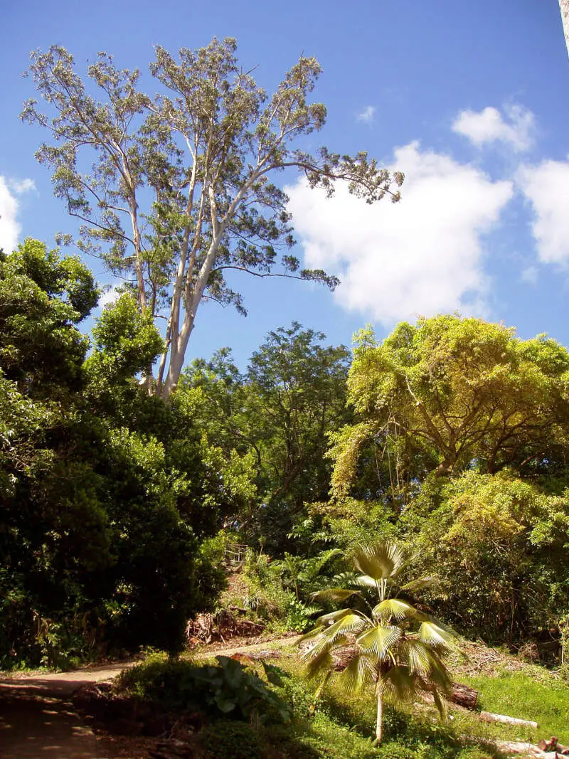 Wahiawa Botanical Garden  General View