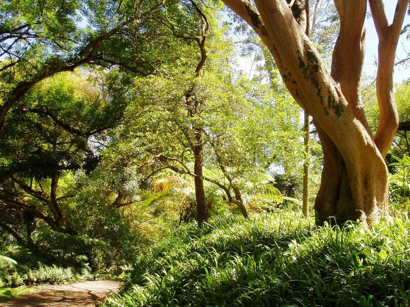 Wahiawa Botanical Garden  Shady Park View
