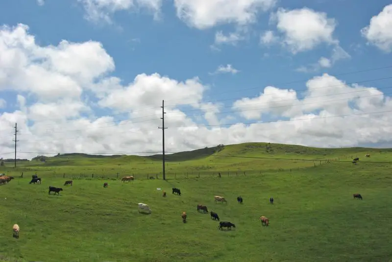 Waimea Cdp (Hawaii County), HI