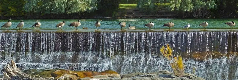 Geese On Falls Wall Idaho Falls