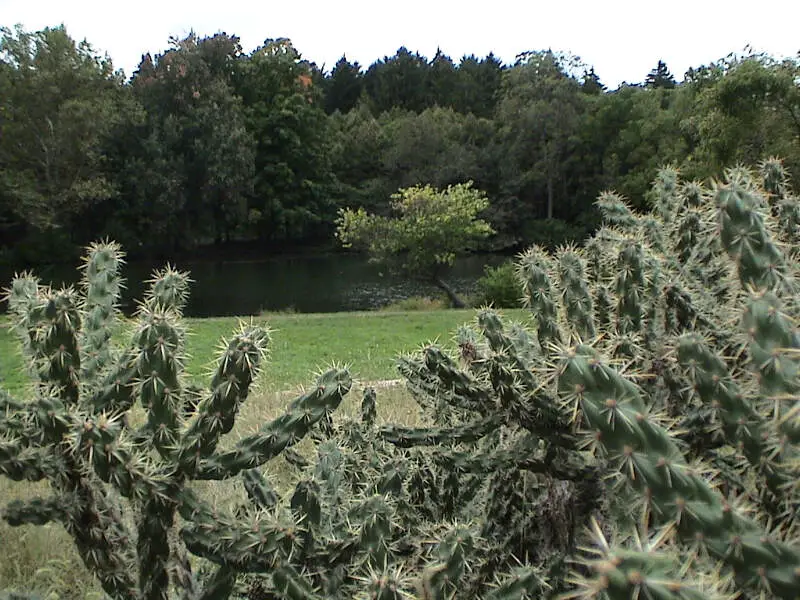 Cylindropuntia Imbricata