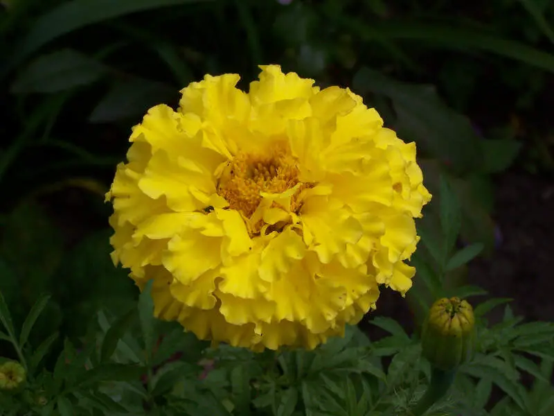 Tagetes Erecta