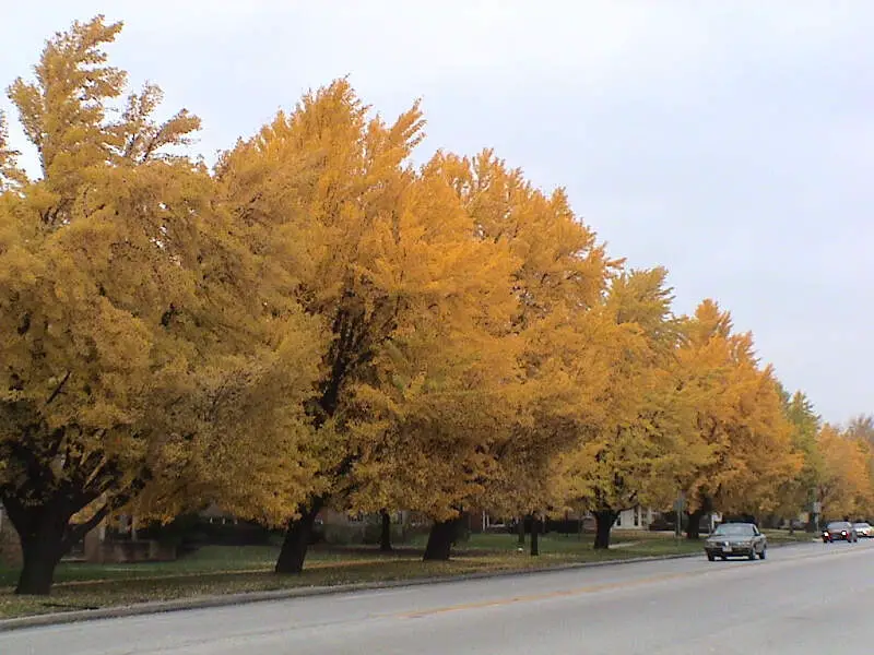 Ginkgo Riversidec Illinois