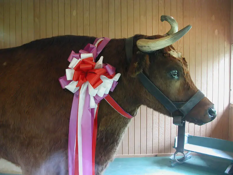 Old Benc The Worlds Largest Preserved Steer Kokomoc