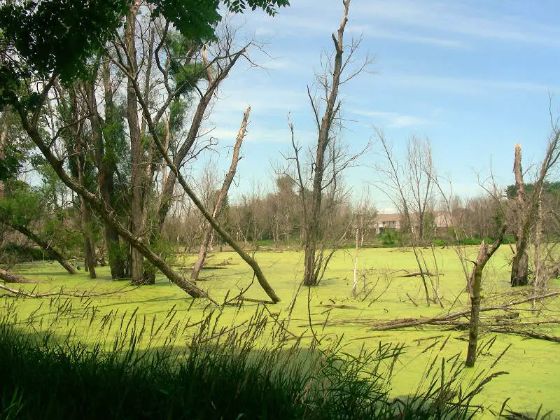 Celery Bog