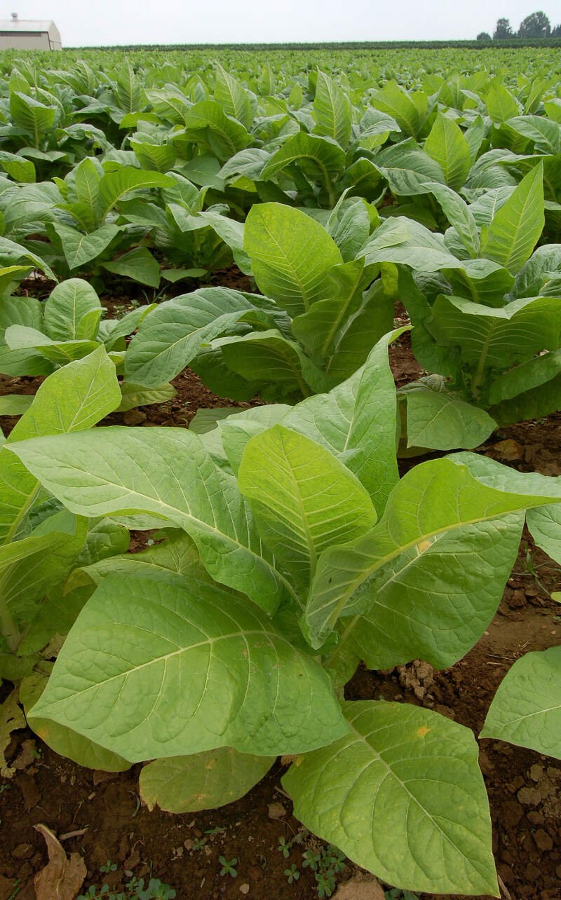 Nicotiana Tobacco Plants Px