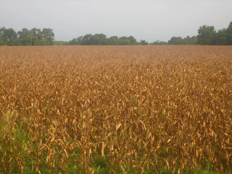 Scorched Corn Fields Near Jonesvillec La Img