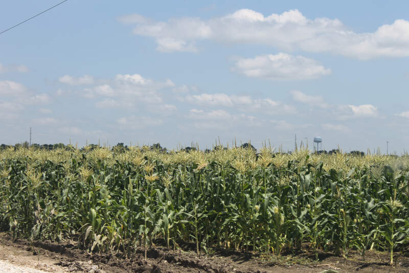 Corn Field In Vidaliac La Img