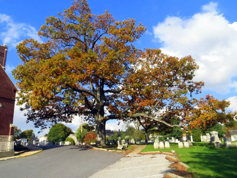 White Oak Tree Manchesterc Maryland