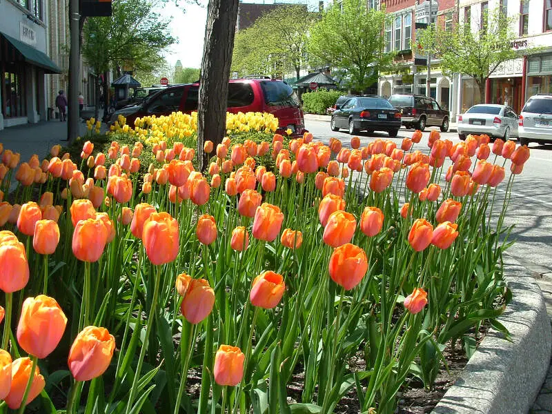 Holland Mi Tulips