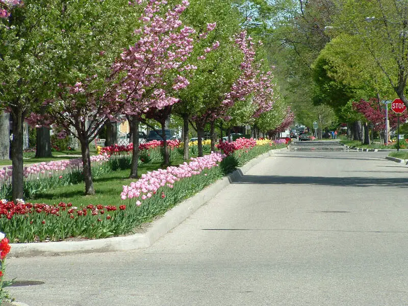 Holland Mi Tulips