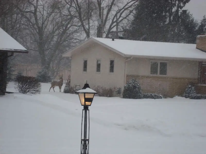 Golden Valley Minnesota Deer In Snow