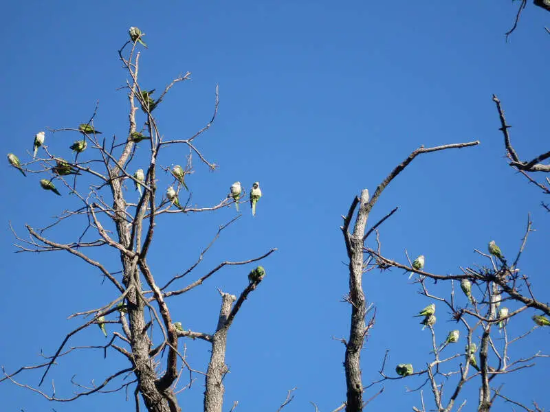 Edgewater Parrots