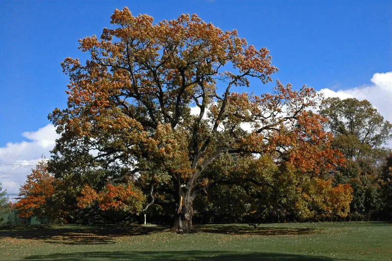 Old Oak Tree In Florham Park Nj