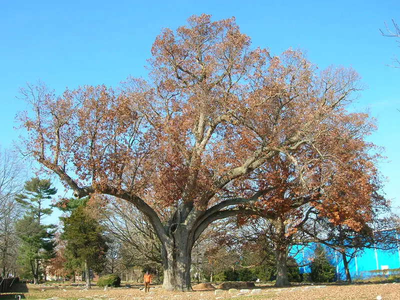 Salem Oak Tree  Salemc Nj  November
