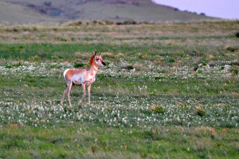 Antelope Aka Pronghorns