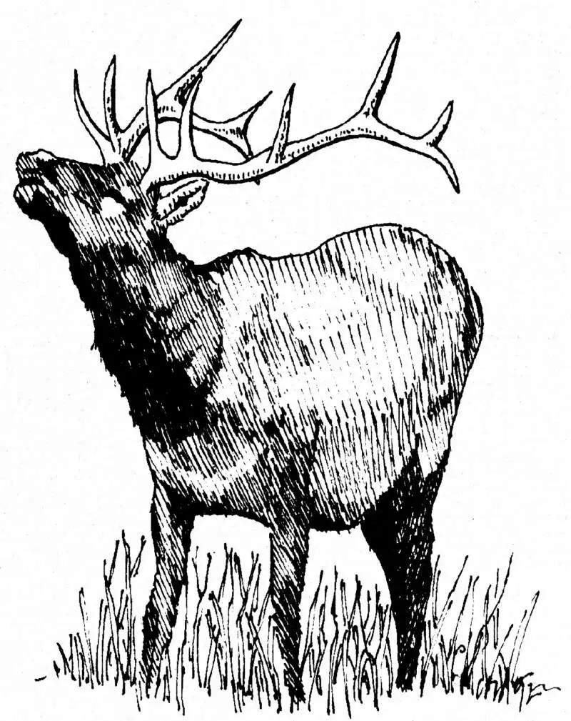 Elk Rutting
