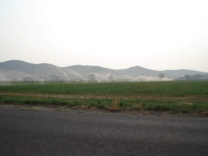 Watering Alfalfa Field