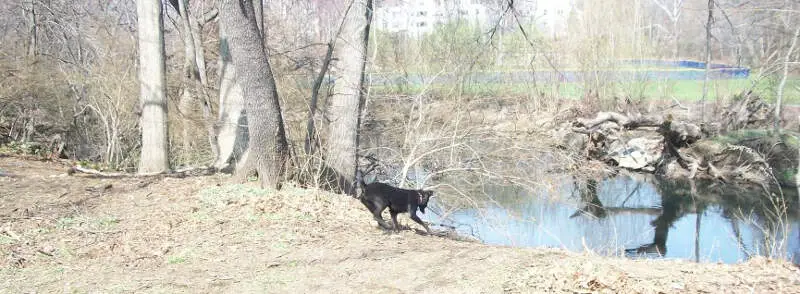 Bronxville Dog Playing Near River