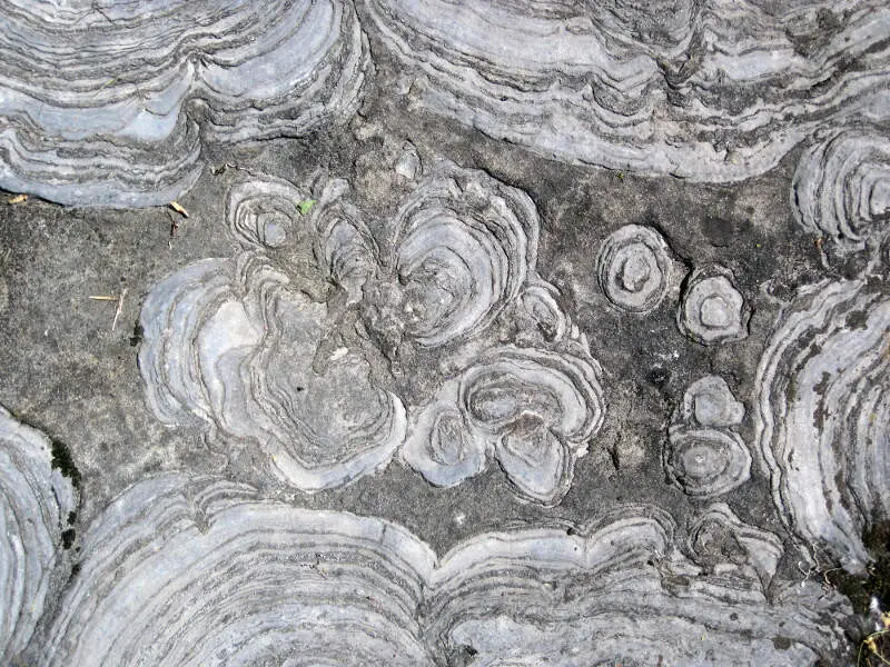 Stromatolites W Of Saratoga Springsc New York
