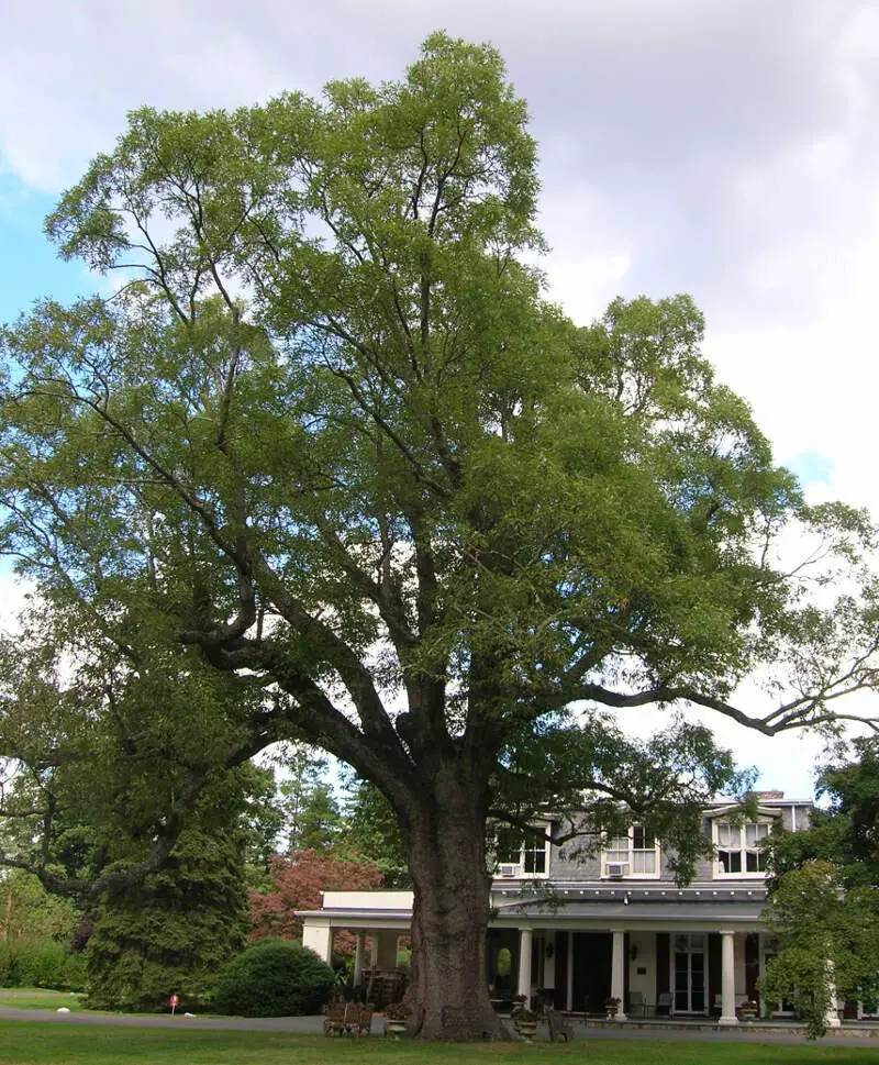 Old Oak Tree  Scarsdale Womans Club  Scarsdalec Ny  September