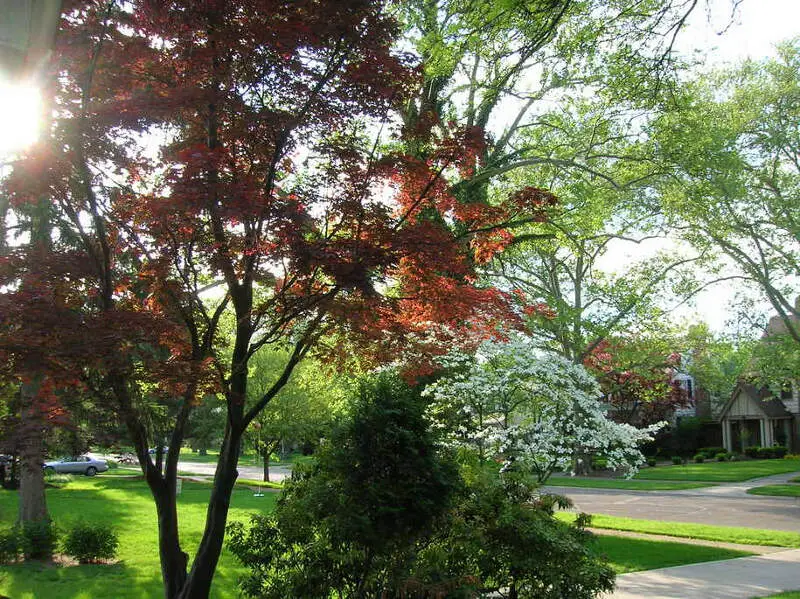 Spring Trees