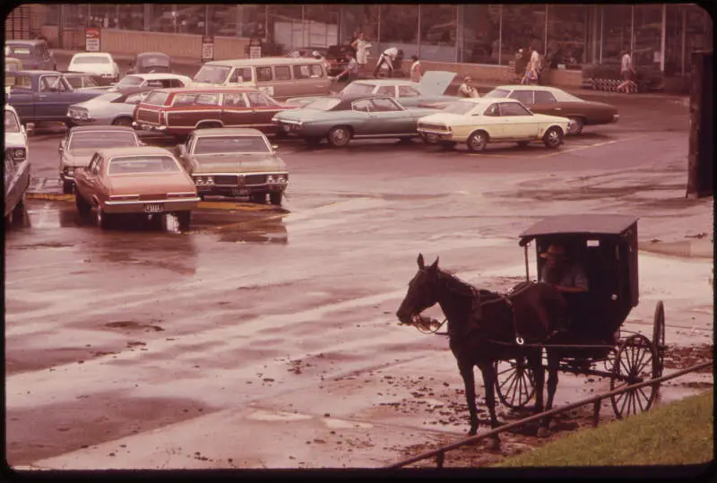 Amish Horse And Buggy  A Viable Alternativee   Nara