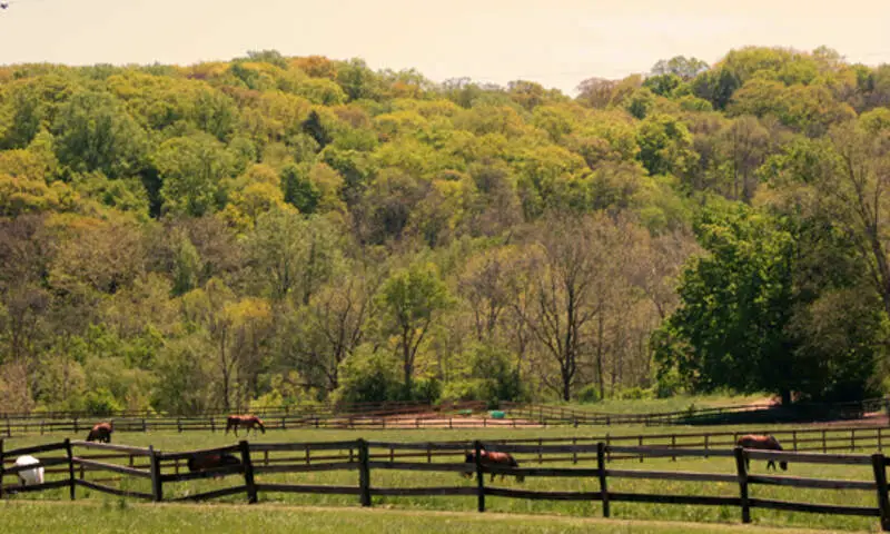 Pepper Pike Horses