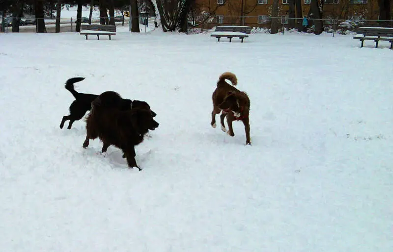 South Euclid Dog Park