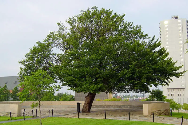 The Survivor Tree At The Oklahoma City National Memorial