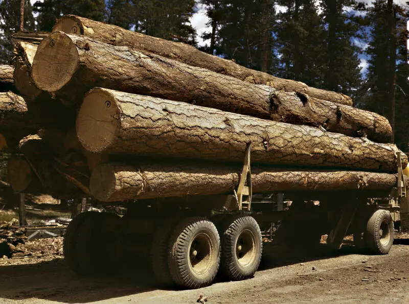 Truck Load Of Ponderosa Pinec Edward Hines Lumber Coc Operations In Malheur National Forestc Grant Countyc Oregonc July