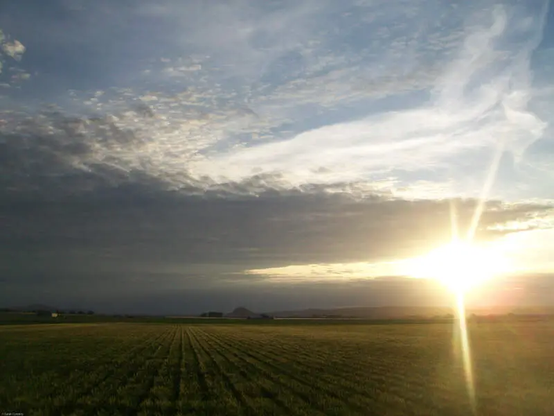 Wheat Fields After A Stormc Ontario Oregon