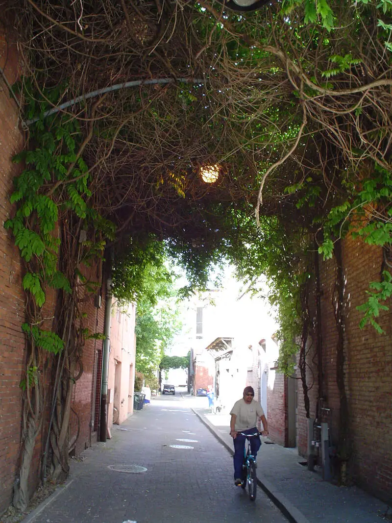 Ivy Haning Over Salem Alley