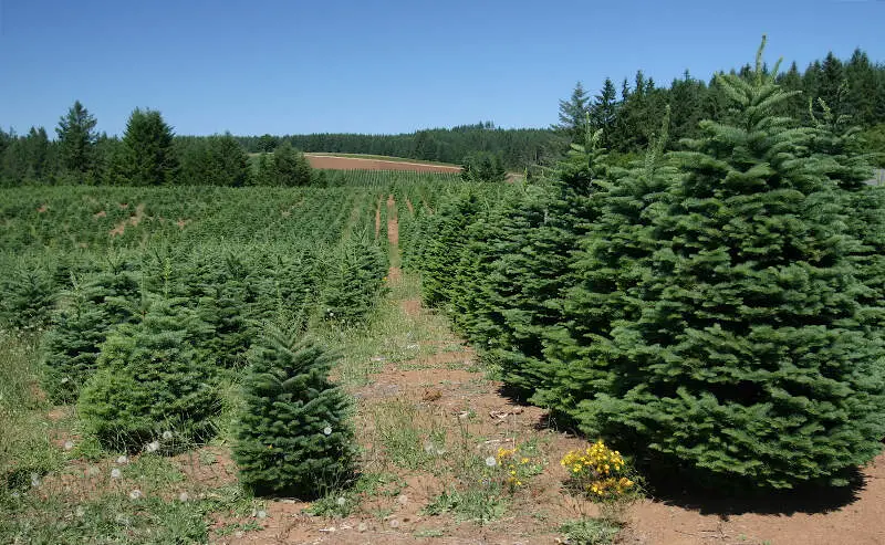 Christmastreefarm