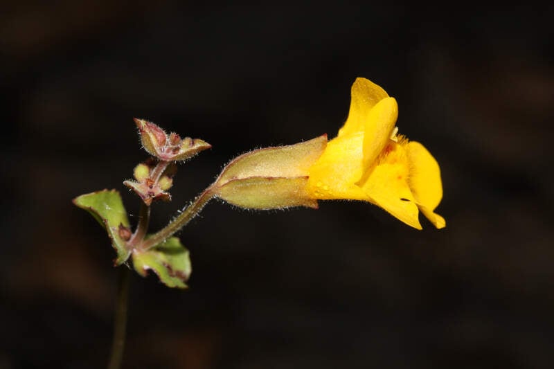 Mimulus Guttatus