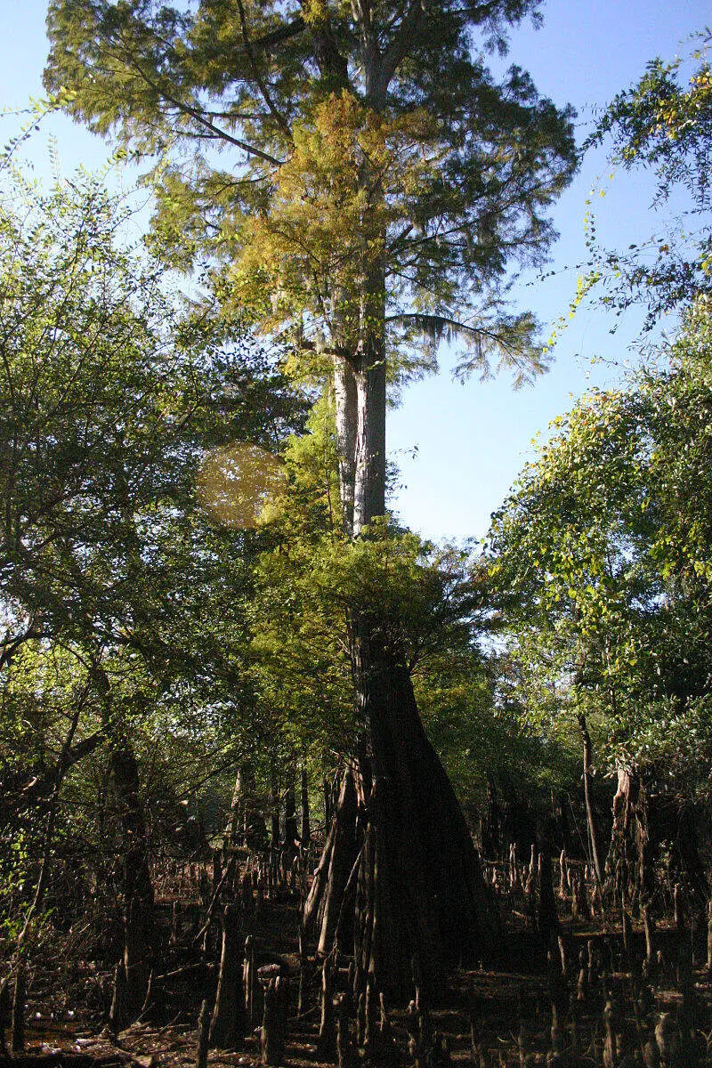 Living In Williamsburg County, SC