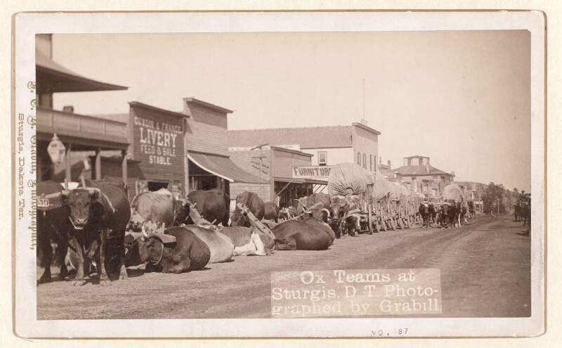 Grabill  Ox Teams At Sturgis