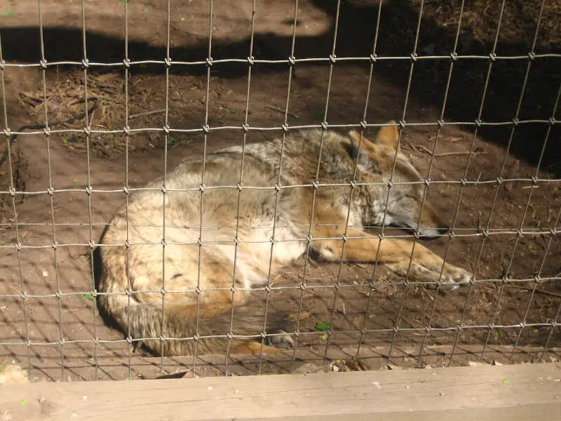 Sleeping Coyote In Amarillo Zoo Img