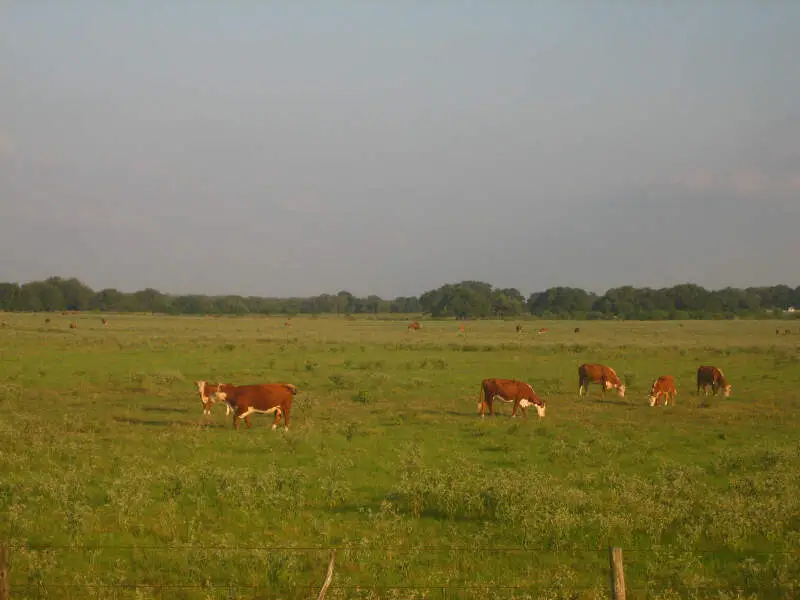 Cattle Near Beevillec Tx Img