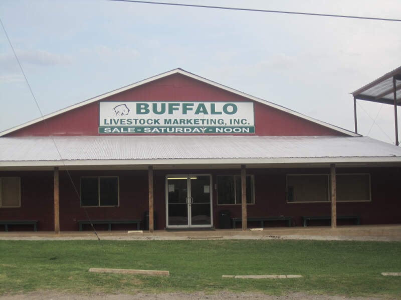Buffaloc Txc Auction Barn Img
