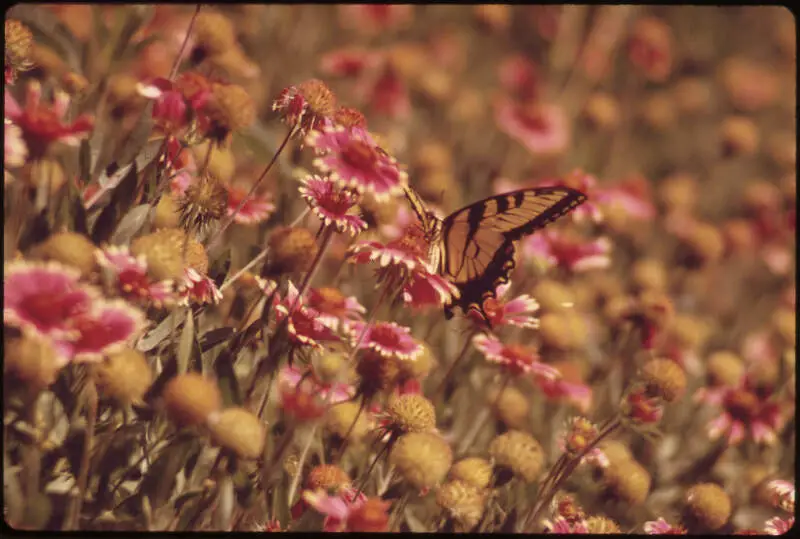 Butterfly And Wild Flowers In Elm Fork Park Nature Center In Northwest Dallas  Nara