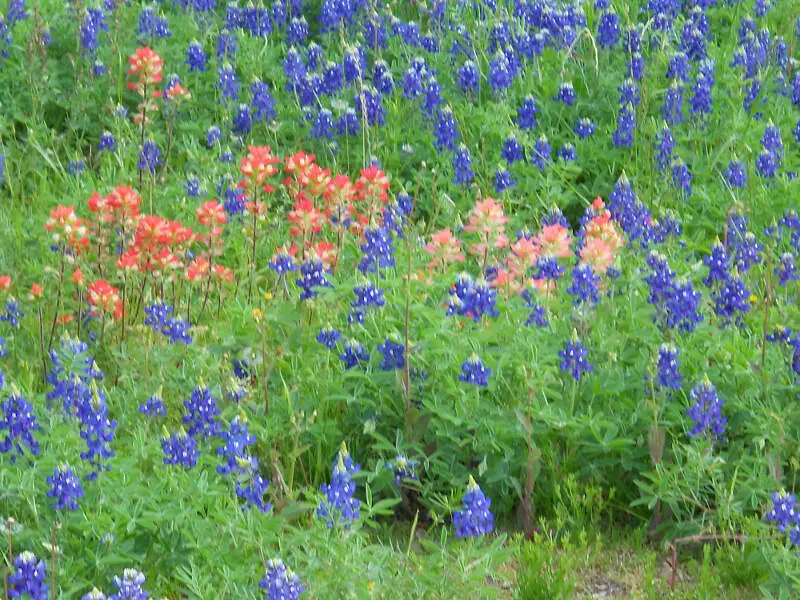 Bluebonnets Mar