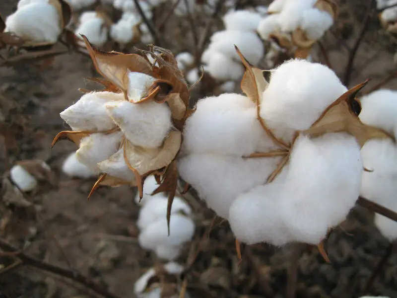 Cotton Field Kv