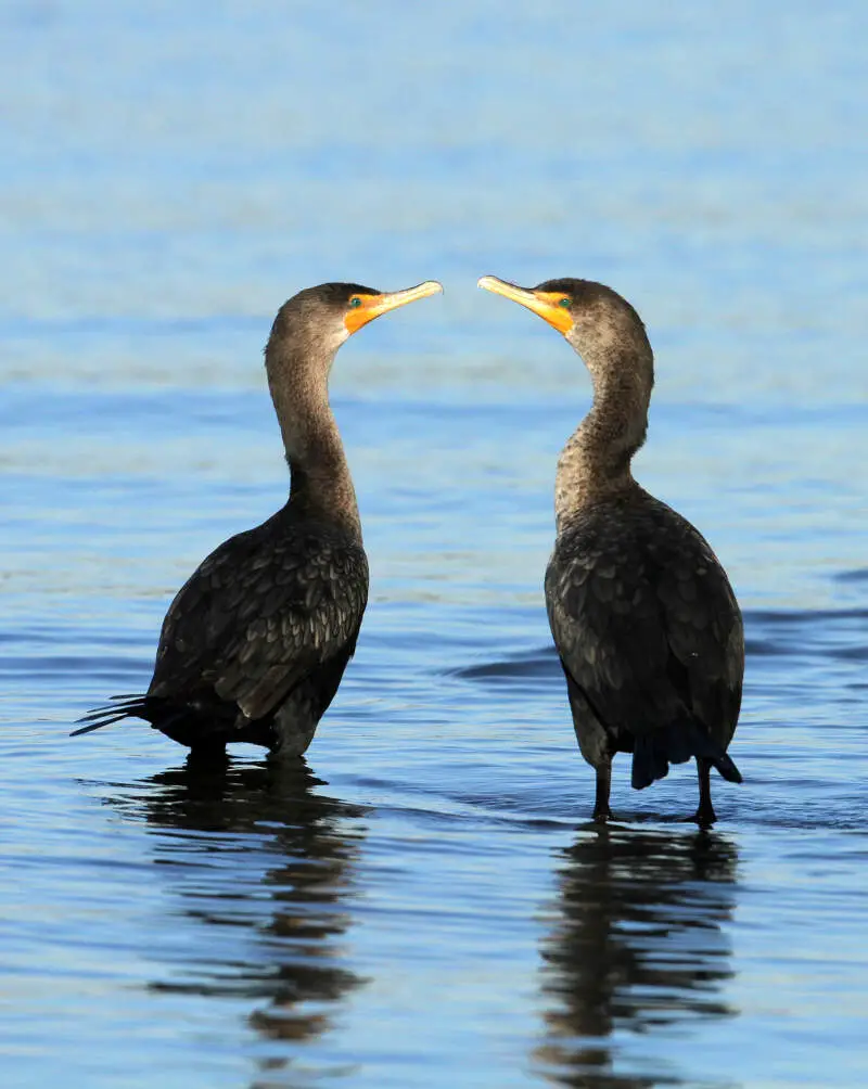 Double Crested Cormorant Pair