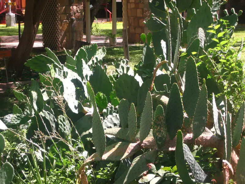 Cactus In Del Rioc Tx Picture