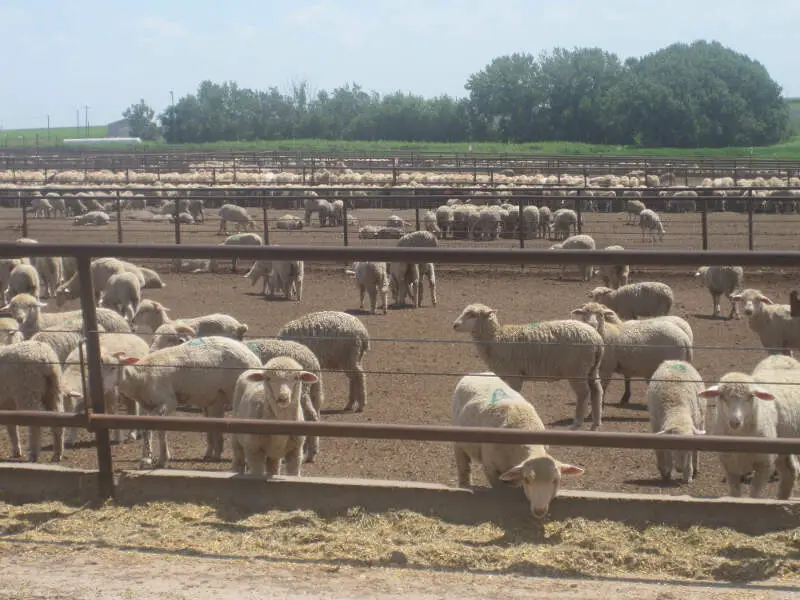 Sheep Feeder Lot South Of Dimmittc Tx Img